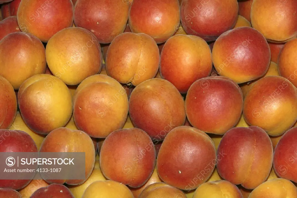 Apricot , Prunus armeniaca , Germany , fruit food