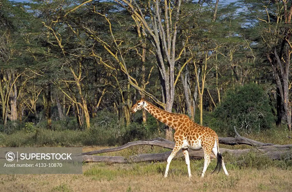 Rothschild Giraffe,Giraffa camelopardalis rothschildi,Nakuru Nationalpark,Kenya,Africa,adult