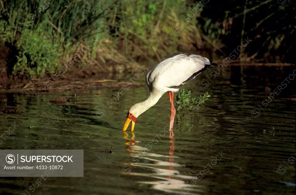Yellow Billed Stork, Ibis ibis, Kruger Nationalpark, South Africa, adult in water fishing