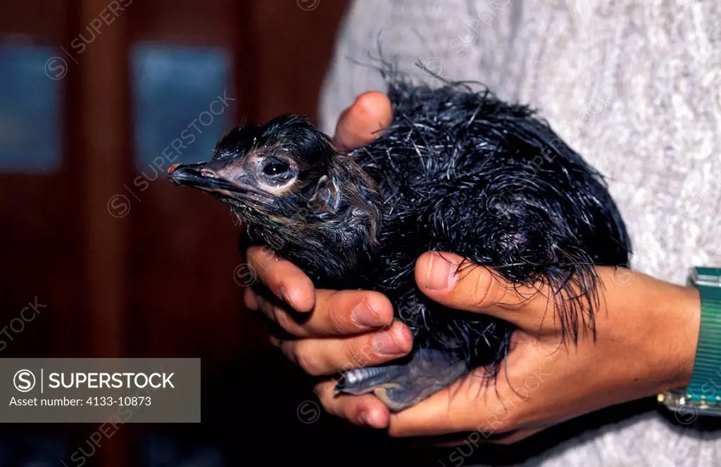 South African Ostrich,Struthio camelus australis,Oudtshoorn,Karoo,South Africa,Africa,new born chicken in human´s hand at ostrich farm