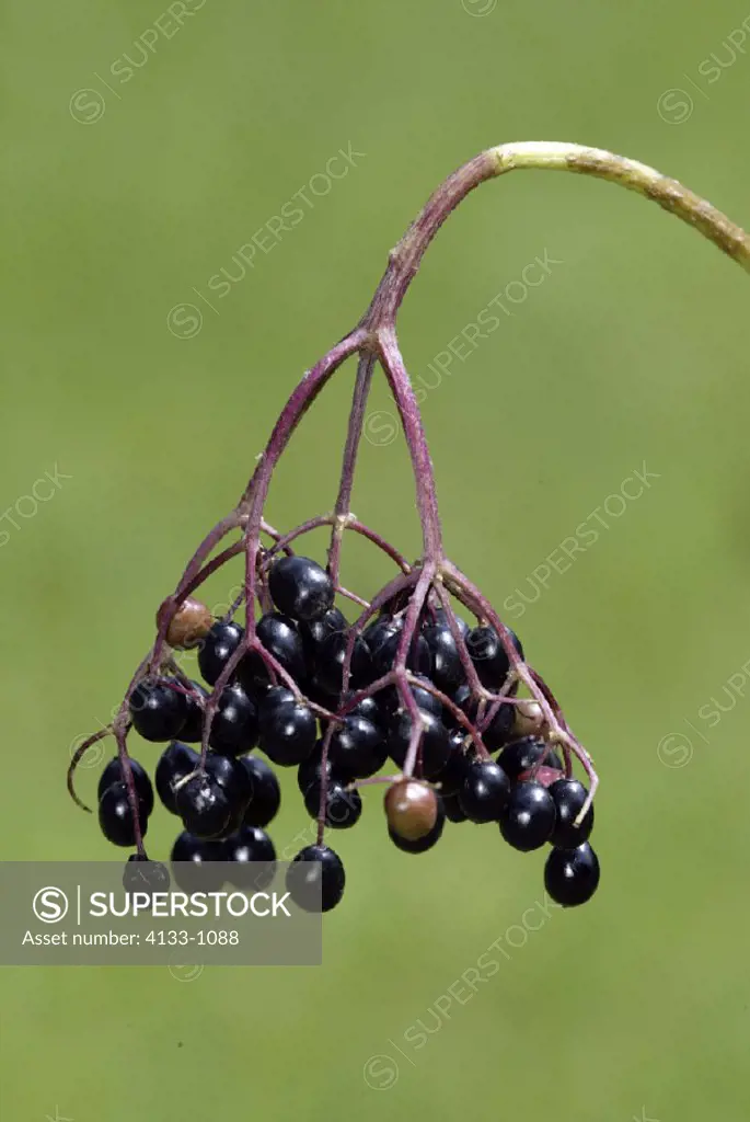 Black Elder, Sambucus nigra, Germany, fruit berry