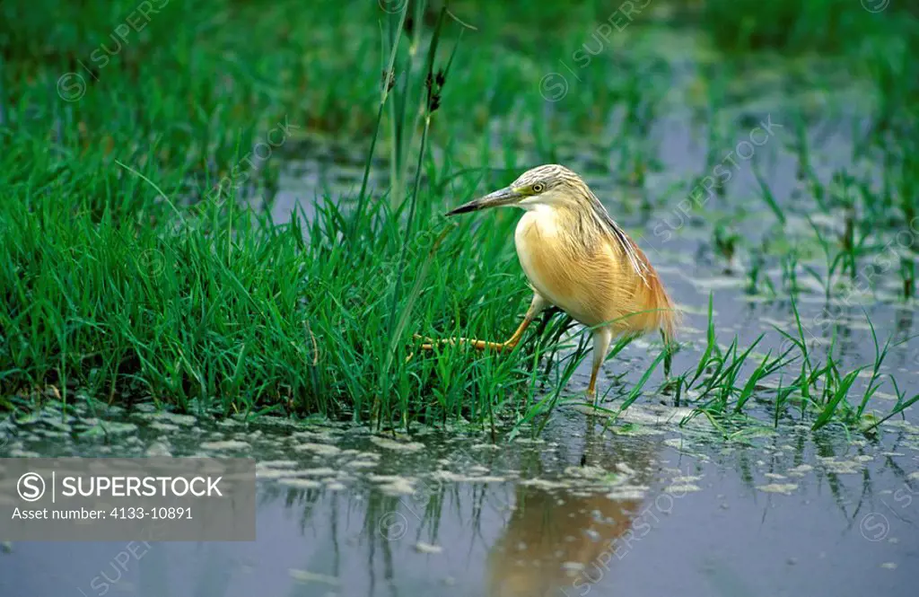 Squacco Heron,Ardeola ralloides,Ngorongoro Crater,Tanzania,Africa,adult in water looking for food