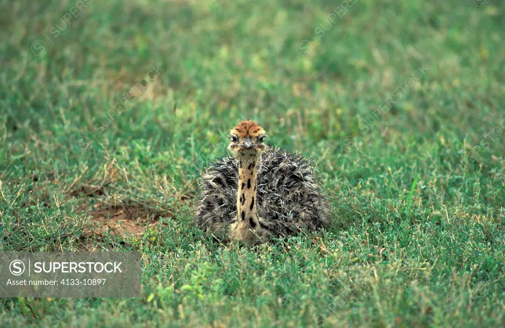 South African Ostrich,Struthio camelus australis,Kruger Nationalpark,South Africa,Africa,young bird