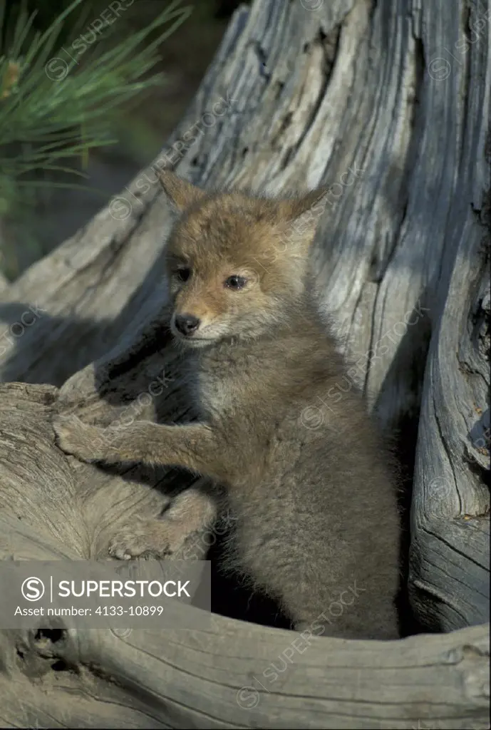 Coyote , Canis latrans , Montana , USA , young , pup