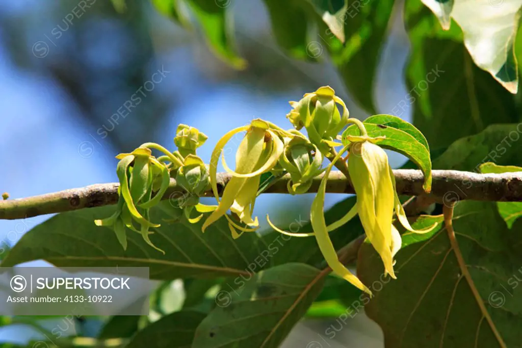 Ylang Ylang, Cananga Odorata, Nosy Be, Madagascar, bloom