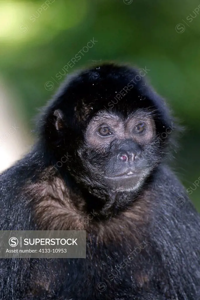 Black Howler Monkey Alouatta caraya South America