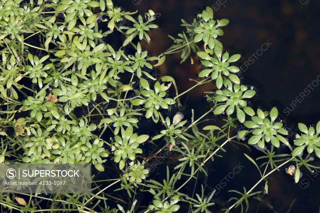 Common water starwort Callitriche palustris Germany Europe