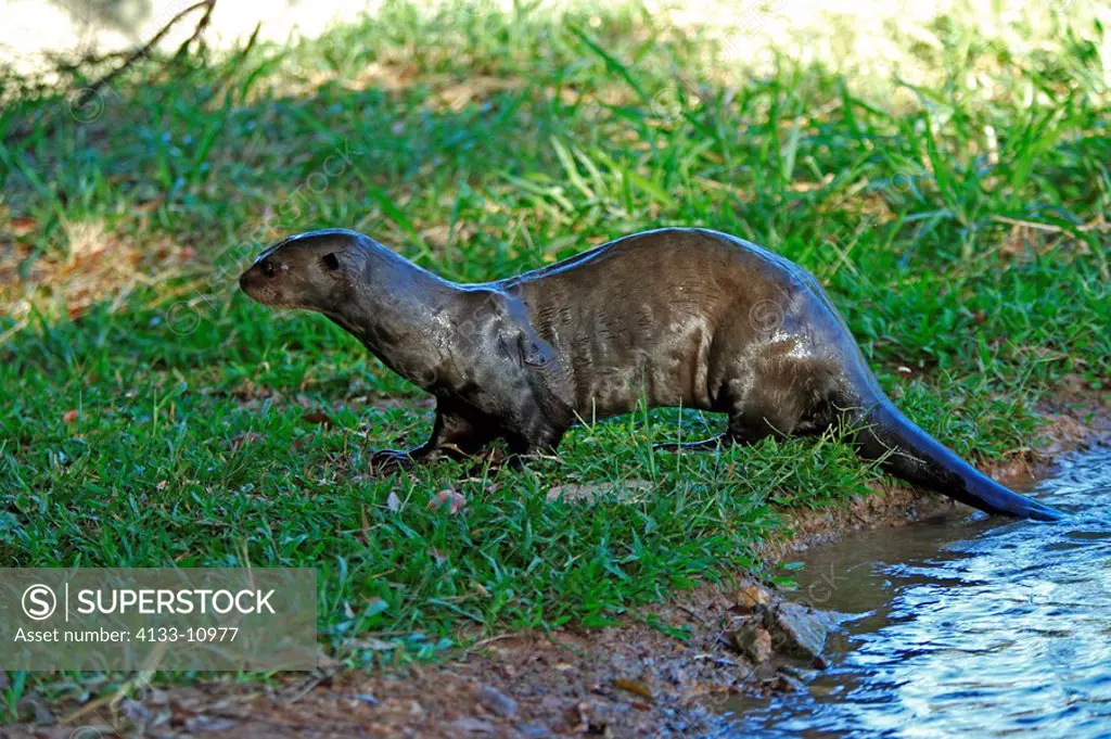 Giant River Otter,Pteronura brasiliensis,Pantanal,Brazil,adult,ashore
