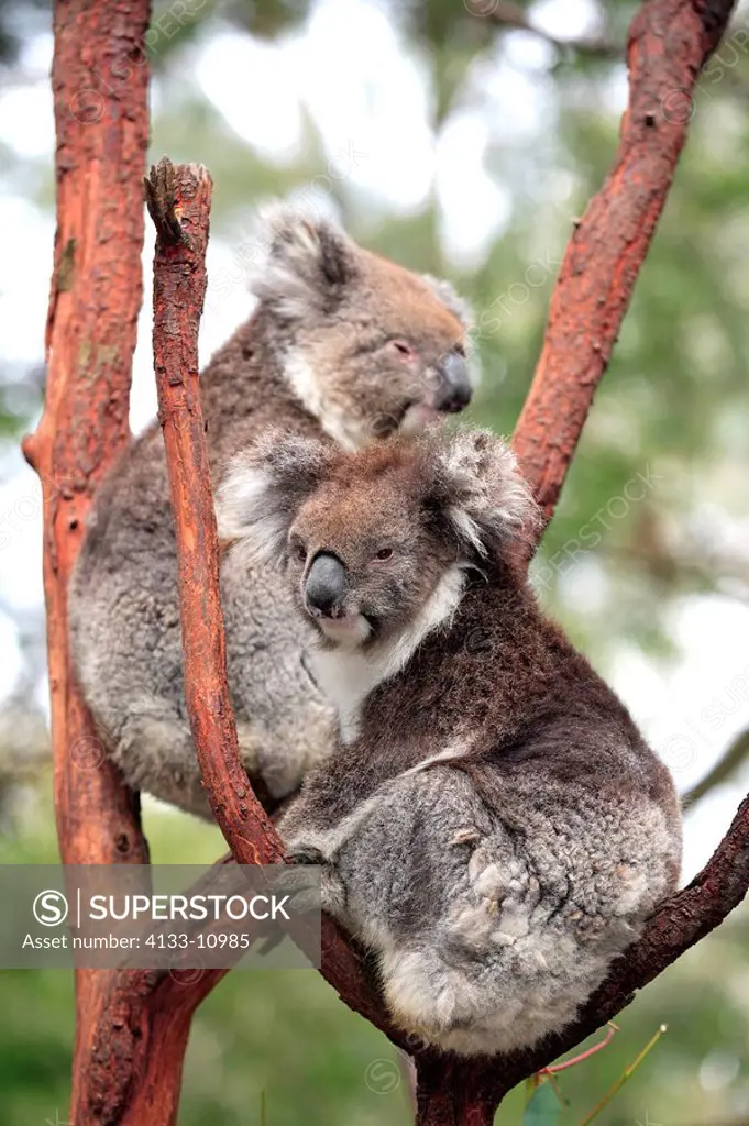 Koala,Phascolarctos cinereus,Australia,adult couple on tree