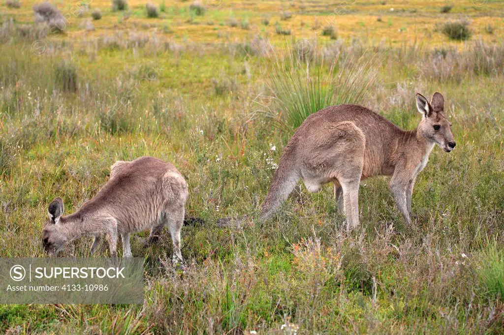 Eastern Grey Kangaroo,Macropus giganteus,Wilson Promontory Nationalpark,Australia,adult female with subadult feeding