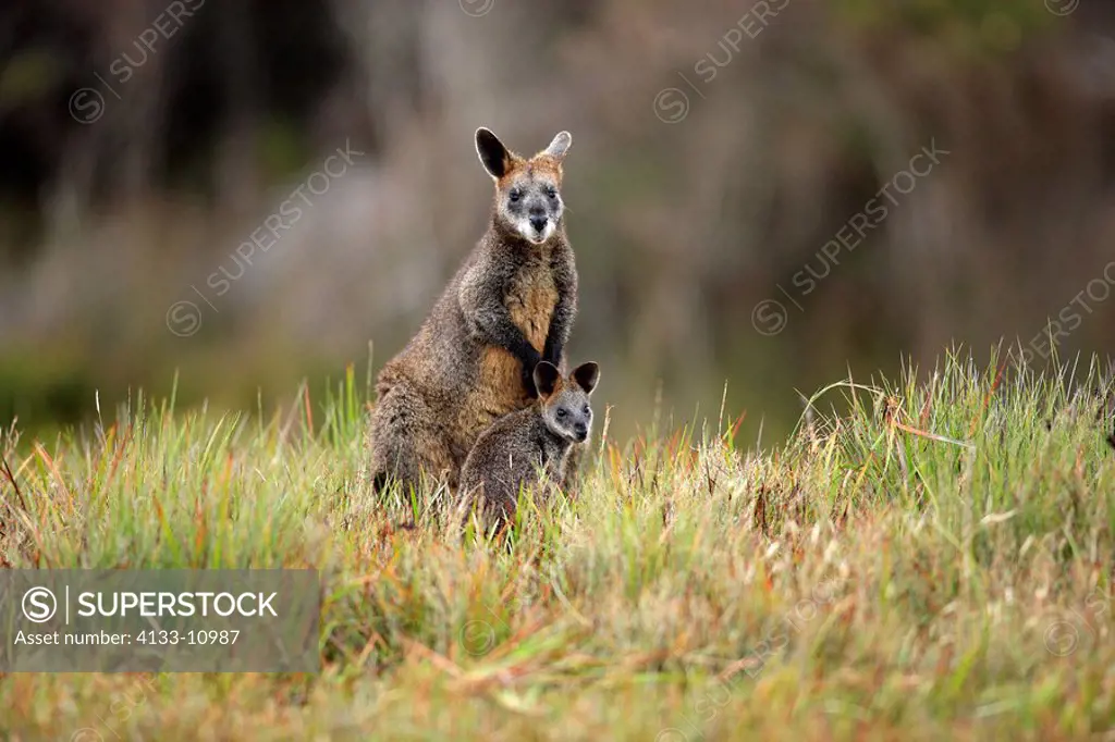 Swamp Wallaby,Wallabia bicolor,Wilson Promontory Nationalpark,Australia,adult female with young
