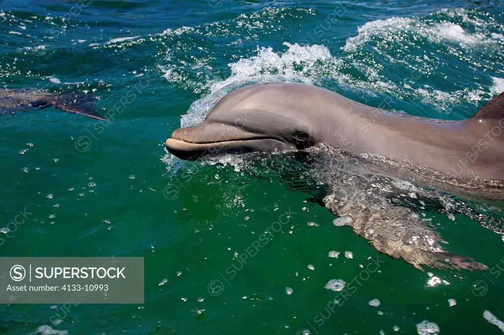 Bottle_nosed Dolphin,Bottle Nosed Dolphin,Bottle Nose Dolphin,Tursiops truncatus,Roatan,Honduras,Caribbean,Central America,Lateinamerica,adult portrai...