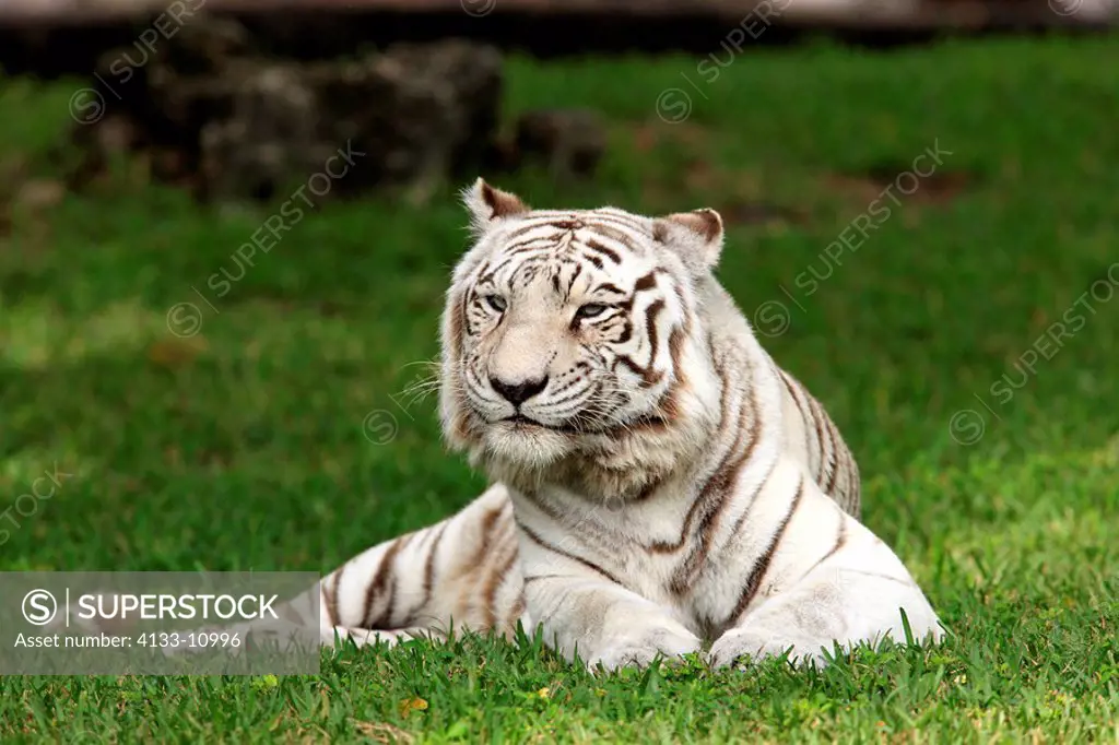 Indian Tiger,Panthera tigris tigris,India,Asia,adult resting