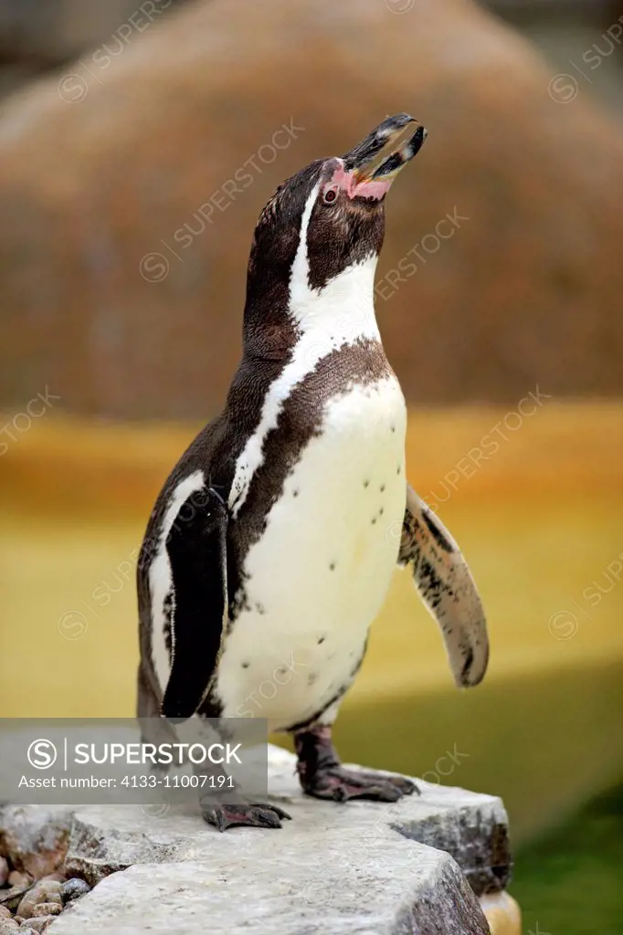 Humboldt Penguin/(Spheniscus humboldti), adult calling, Luisenpark Mannheim, Mannheim, Germany