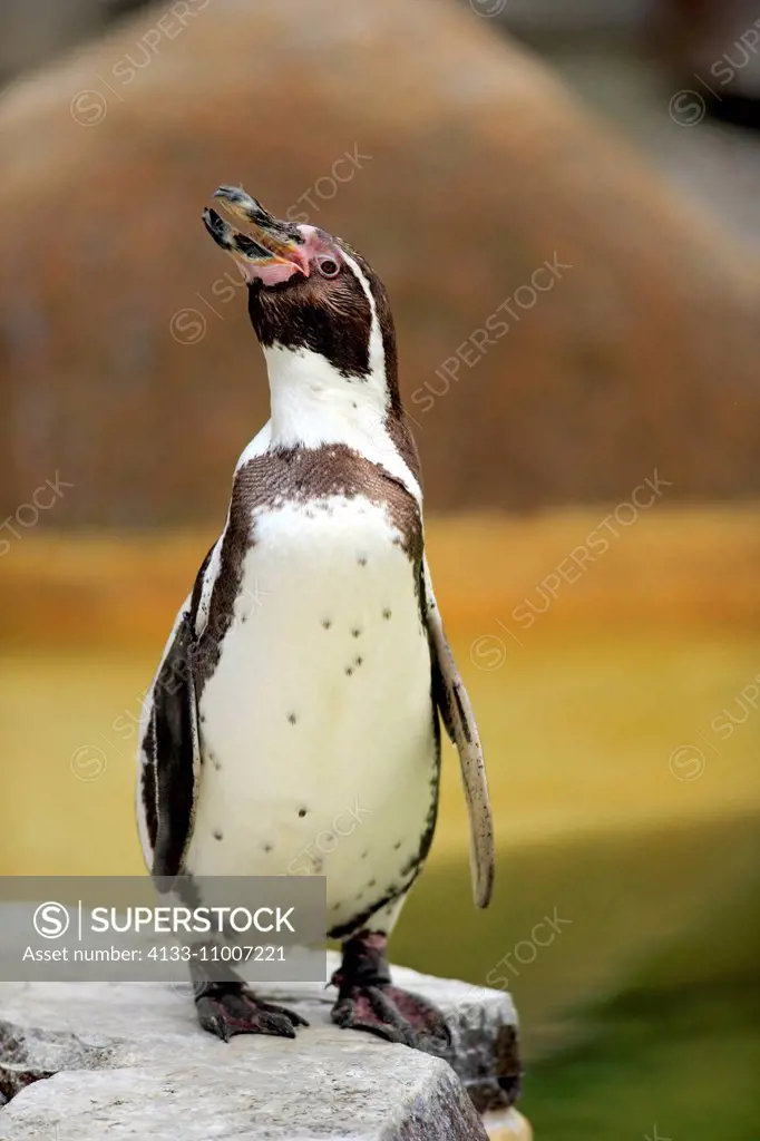 Humboldt Penguin/(Spheniscus humboldti), adult calling, Luisenpark Mannheim, Mannheim, Germany