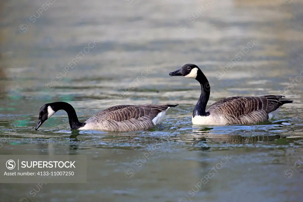 Canada Goose, (Branta canadensis), adult couple swimming in water, Luisenpark Mannheim, Mannheim, Germany, Europe