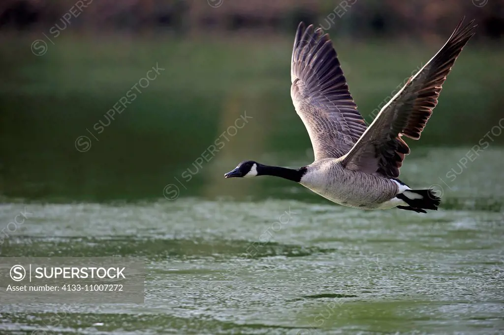 Canada Goose, (Branta canadensis), adult flying, Luisenpark Mannheim, Mannheim, Germany, Europe