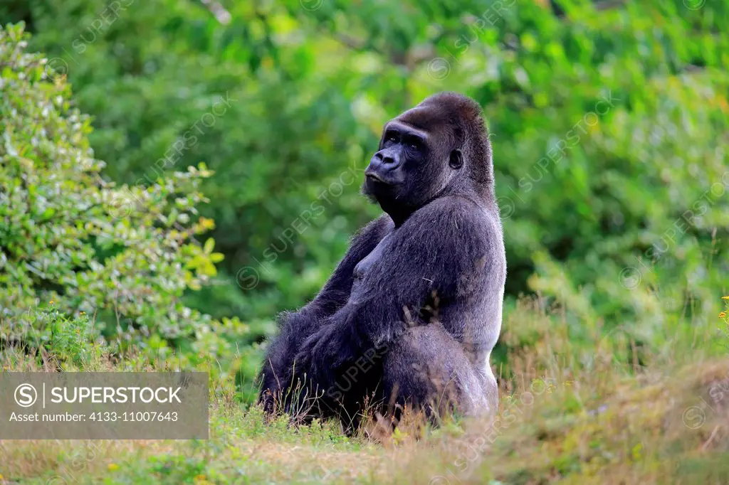 Lowland Gorilla, (Gorilla gorilla), adult male, Africa