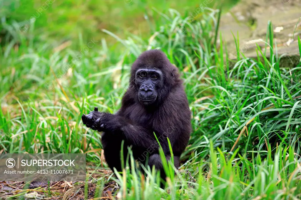 Lowland Gorilla, (Gorilla gorilla), young relaxed, Africa