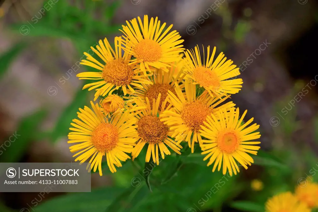 Inula britannica, British yellowhead, (Inula britannica), blooming, Ellerstadt, Germany, Europe