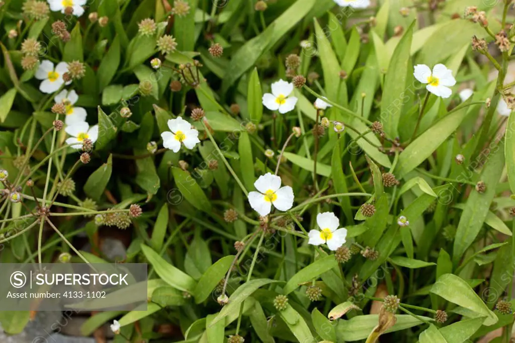 Lesser water plantain, Baldellia ranuculoides, Germany, blooming at water
