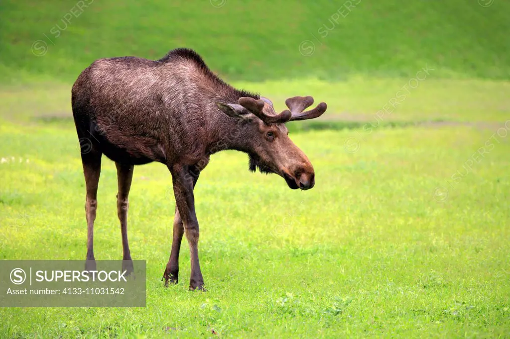 Moose, (Alces alces), adult male, Alaska Wildlife Conversation Center, Anchorage, Alaska, USA, Northamerica