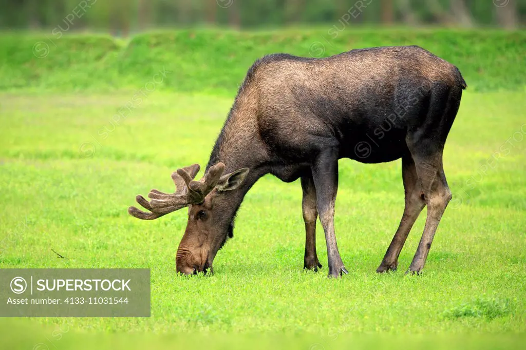 Moose, (Alces alces), adult male feeding, Alaska Wildlife Conversation Center, Anchorage, Alaska, USA, Northamerica