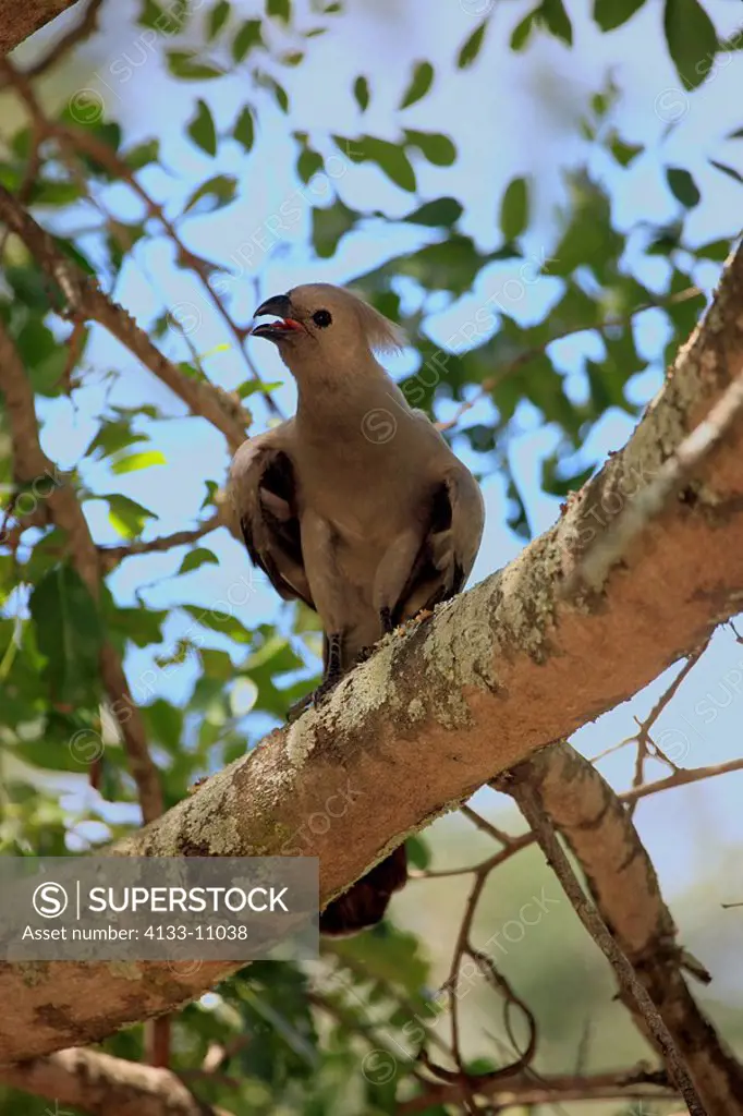 Grey Lourie,Corythaixoides concolor,Kruger Nationalpark,South Africa,Africa,adult on tree calling
