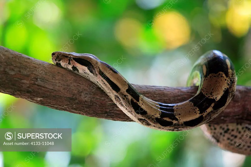 Boa constrictor,Boa constrictor constrictor,Venezuela,adult on tree