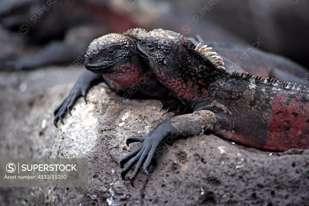 Marine Iguana,Amblyrhynchus cristatus,Galapagos Islands,Ecuador,adults,male,on rock,resting