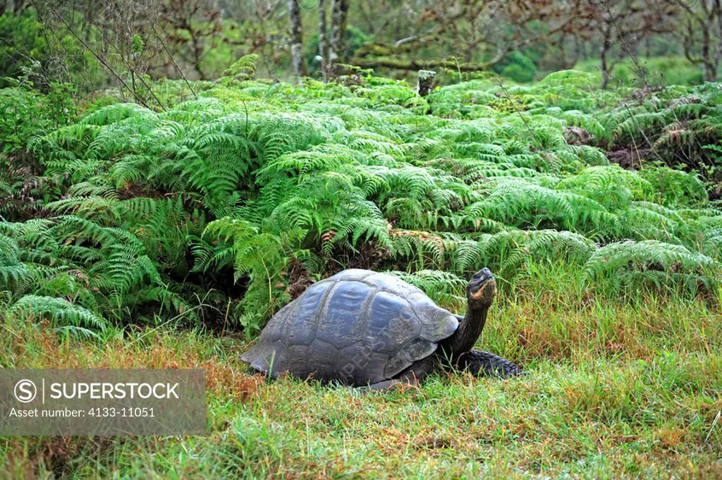 Galapagos Tortoise,Giant Tortoise,Geochelone nigra,Galapagos Islands,Ecuador,adult resting