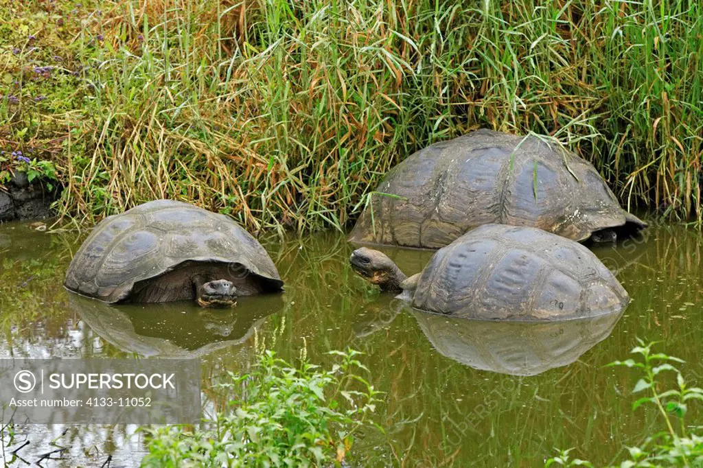 Galapagos Tortoise,Giant Tortoise,Geochelone nigra,Galapagos Islands,Ecuador,adults,group resting in water