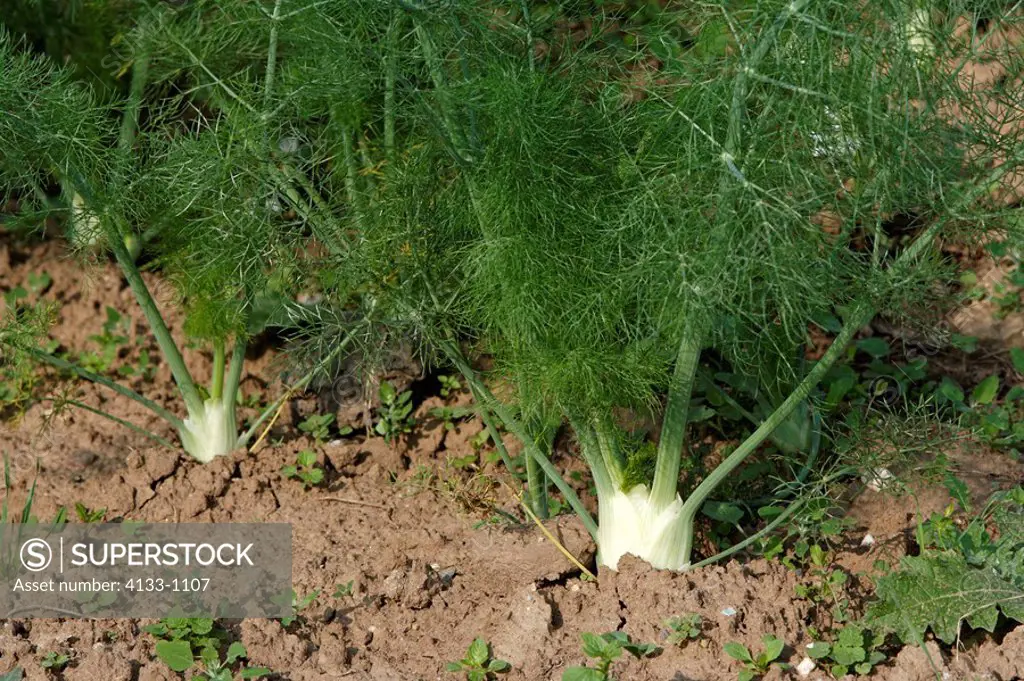 Fennel,Foeniculum vulgare,Germany,plantation