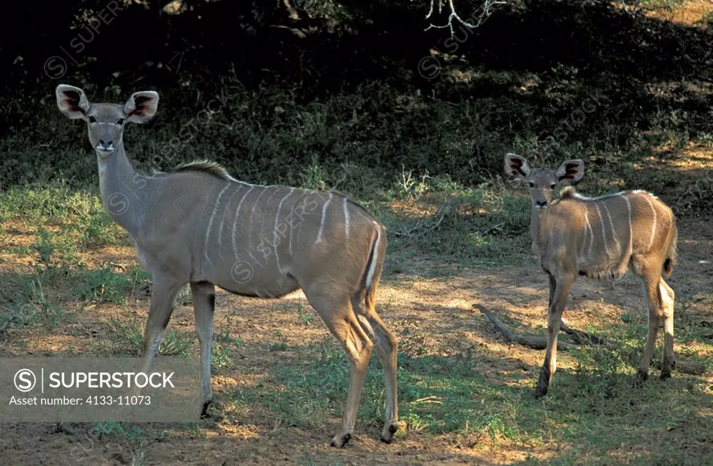 Greater Kudu,Tragelaphus strepsiceros,Mkuzi Game Reserve,South Africa,adult,female,young