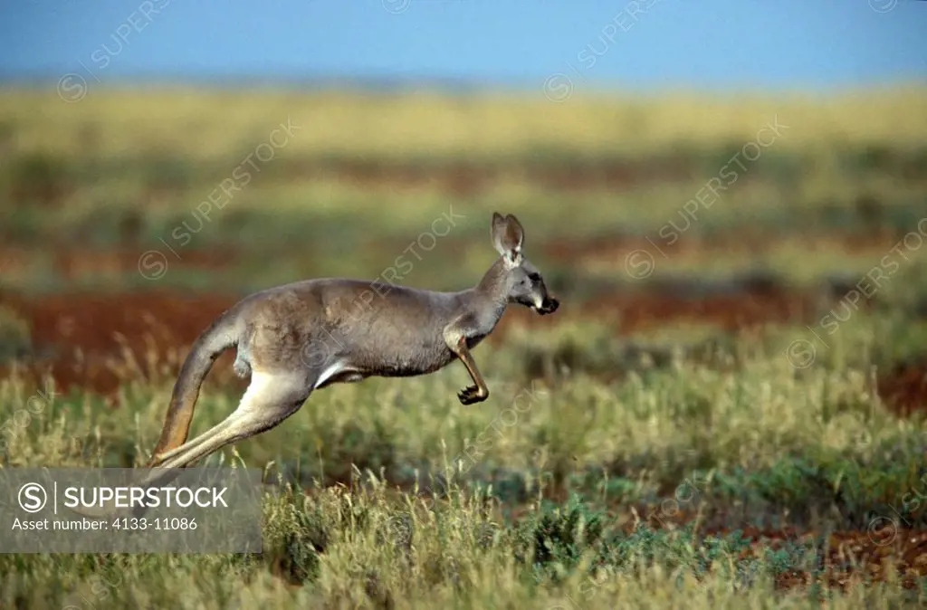 Red Kangaroo,Macropus rufus,Australia,Sturt Nationalpark,adult female jumping