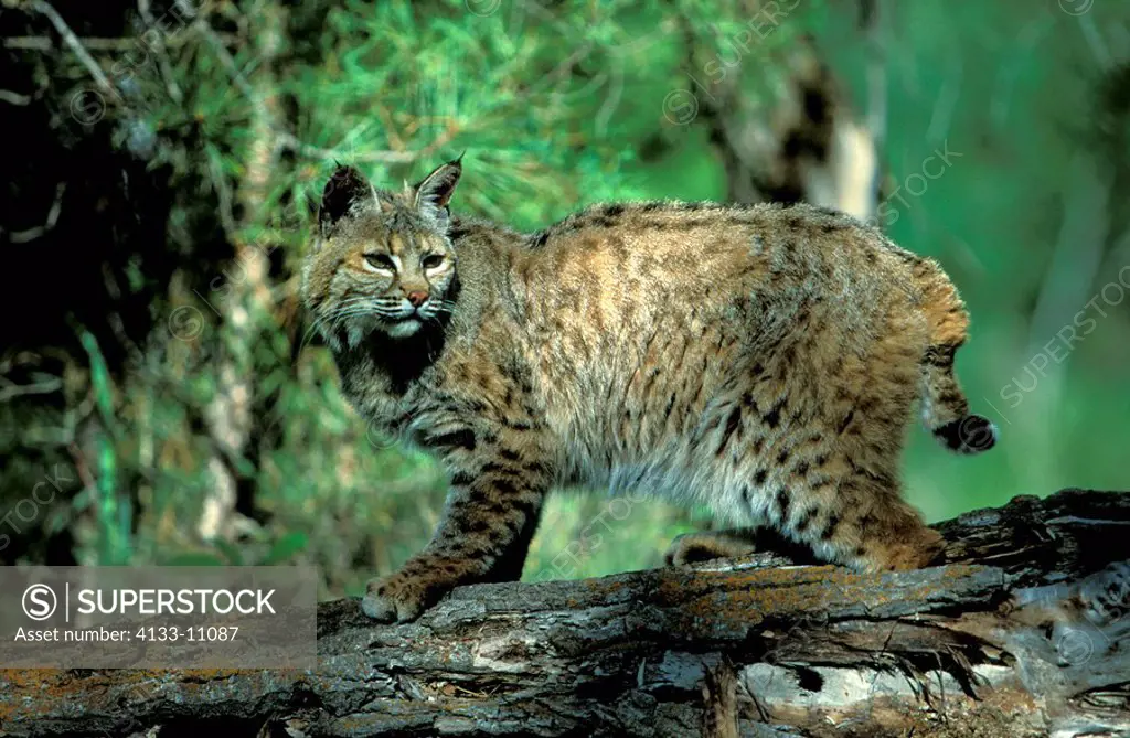 Bobcat,Lynx rufus,Montana,USA,adult on log