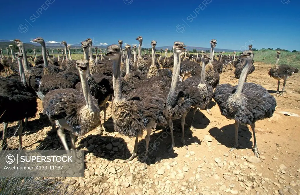 South African Ostrich,Struthio camelus australis,Oudtshoorn,Karoo,South Africa,Africa,group of adult females at ostrich farm