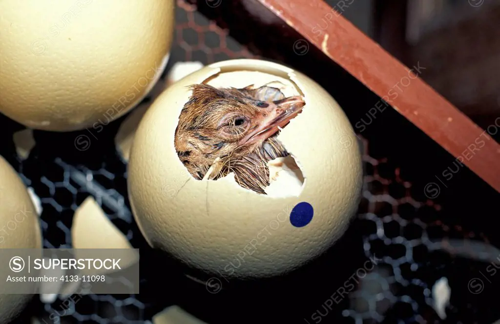 South African Ostrich,Struthio camelus australis,Oudtshoorn,Karoo,South Africa,Africa,chicken hatching out of the egg in incubator at ostrich farm