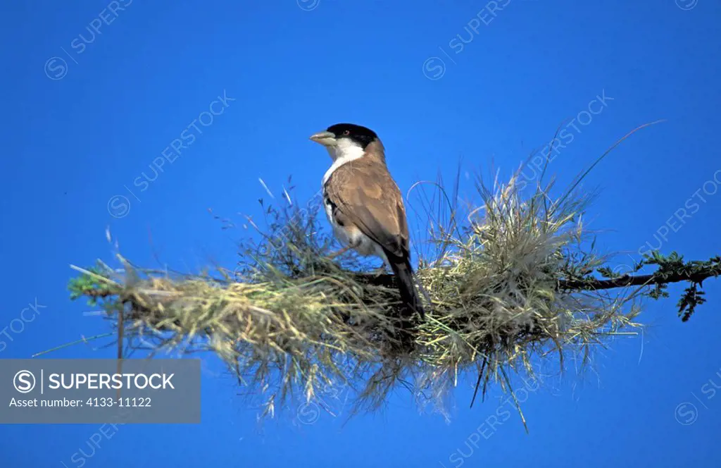 Black-Capped Social Weaver,Pseudonigrita cabanisi,Samburu Game Reserve,Kenya,Africa,adult male builds nest