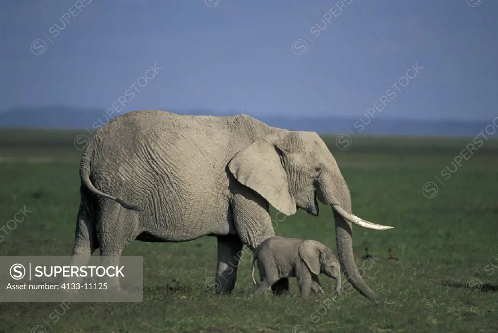 African Elephant , Loxodonta africana,  Amboseli National Park, Kenya , Africa , Adult female with young, with baby