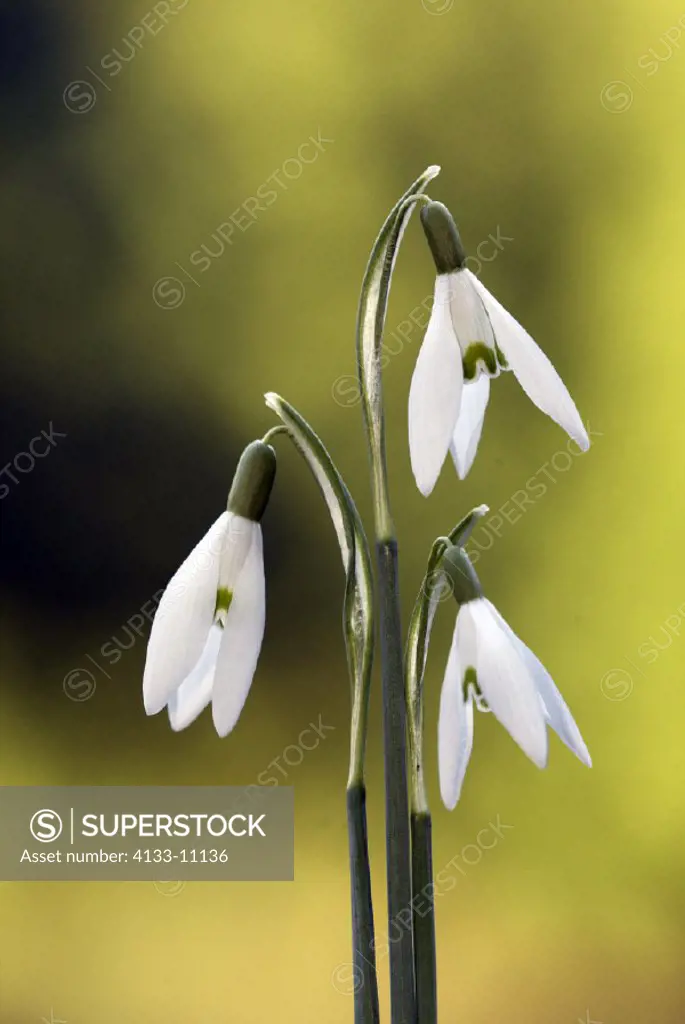 Snowdrop , Galanthus nivalis , Germany , Europe , bloom