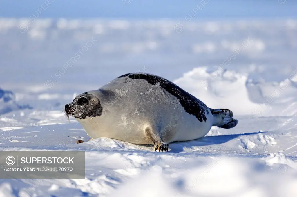 Harp Seal, Saddleback Seal, (Pagophilus groenlandicus), Phoca groenlandica, adult female on pack ice, Magdalen Islands, Gulf of St. Lawrence, Quebec, ...