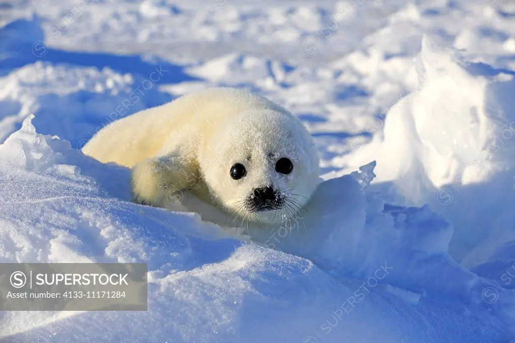 Harp Seal, Saddleback Seal, (Pagophilus groenlandicus), Phoca groenlandica, seal pup on pack ice, Magdalen Islands, Gulf of St. Lawrence, Quebec, Cana...