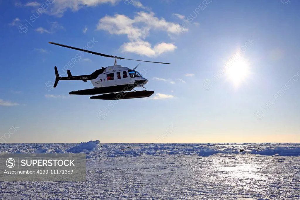 Trip to Harp Seals, Magdalen Islands, Gulf of St. Lawrence, Quebec, Canada, North America, helicopter departs for flight to Harp Seals on pack ice