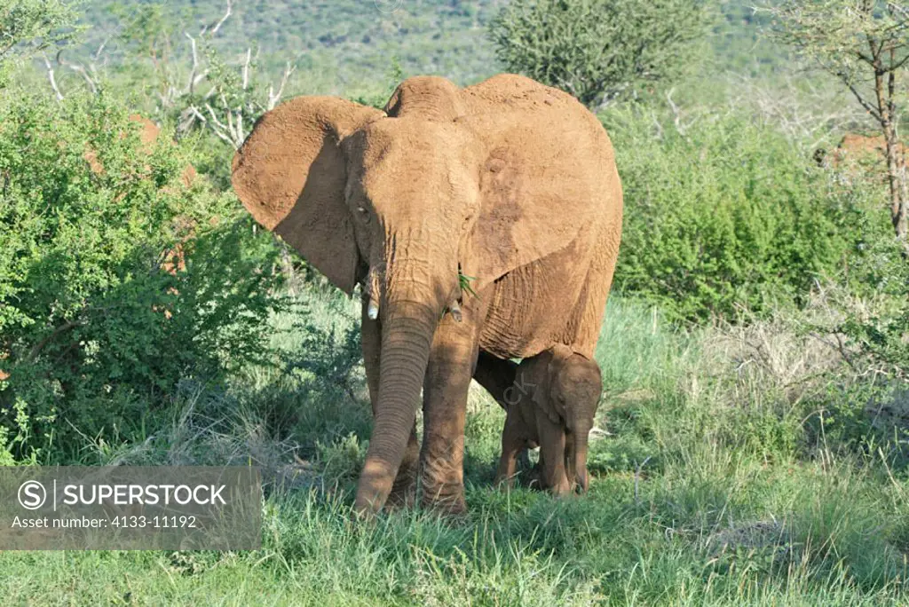 African Elephant, Loxodonta africana, Madikwe National Park, South Africa , Africa, adult with young feeding