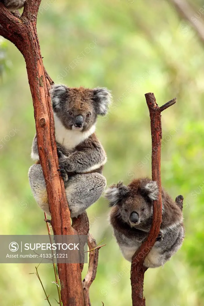 Koala,Phascolarctos cinereus,Australia,adult couple on tree