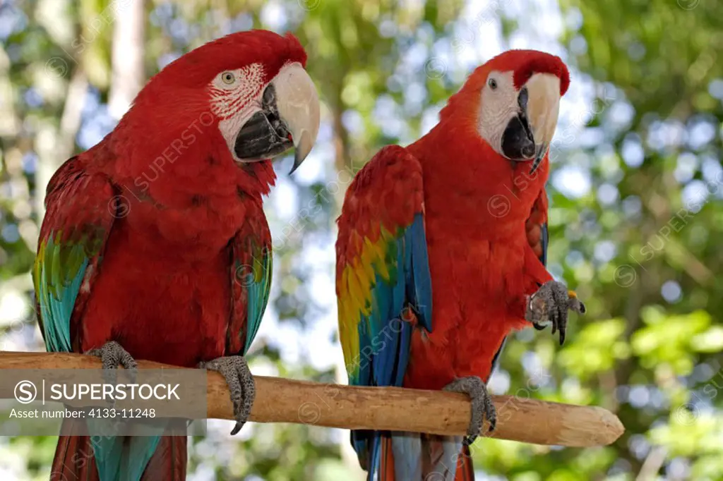 Red, Blue, Green Macaw Ara chloroptera and Scarlet Macaw Ara macao Florida USA, adults friendship