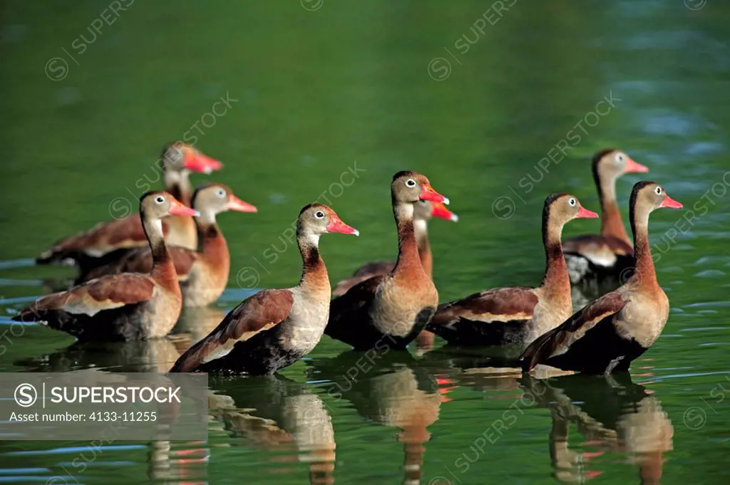 Black-Bellied Whistling Duck,Dendrocygna autumnalis,Pantanal,Brazil,adults,group,in water,swimming,South America