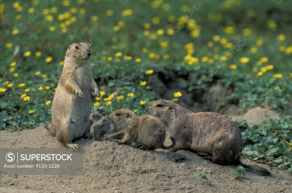 Black Tailed Prairie Dog , Cynomys ludovicianus , North America , Adult , Pair , couple with young at cave , at den