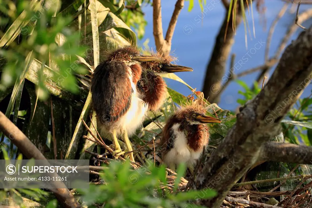Tricolored Heron,Egretta tricolor,Florida,USA,three young birds on nest on tree